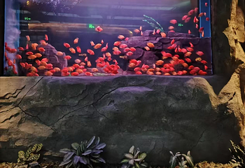 渔你同鲟水族馆第 10 张图片