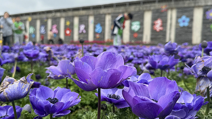 羊昌花画小镇第 7 张图片