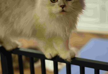 三亚猫猫岛第 30 张图片