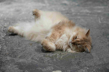 三亚猫猫岛第 32 张图片