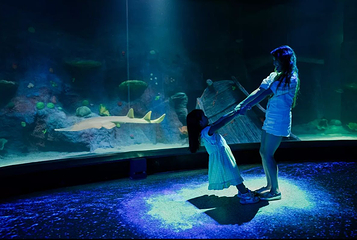 墨尔本水族馆第 4 张图片