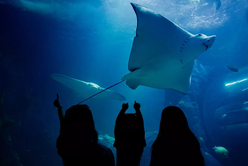 墨尔本水族馆第 2 张图片
