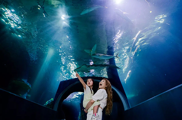 墨尔本水族馆第 3 张图片