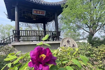 黄尖牡丹园第 8 张图片