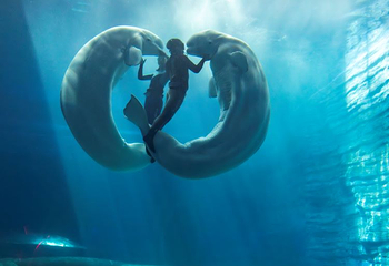 三亚亚特兰蒂斯失落的空间水族馆第 27 张图片