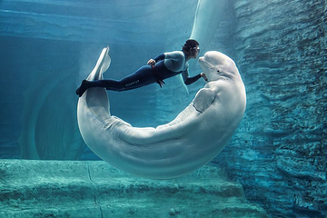 三亚亚特兰蒂斯失落的空间水族馆第 41 张图片