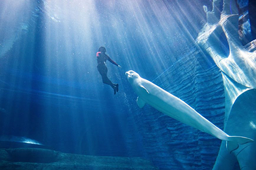 三亚亚特兰蒂斯失落的空间水族馆第 39 张图片