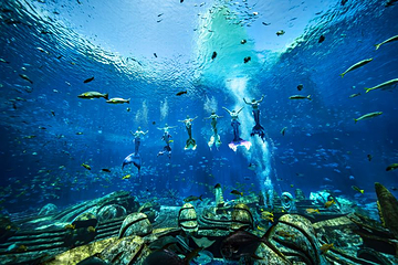 三亚亚特兰蒂斯失落的空间水族馆第 33 张图片