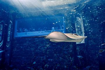 三亚亚特兰蒂斯失落的空间水族馆第 2 张图片