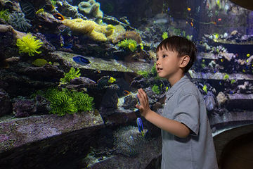 三亚亚特兰蒂斯失落的空间水族馆第 19 张图片