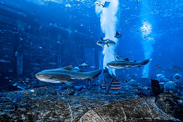 三亚亚特兰蒂斯失落的空间水族馆第 4 张图片