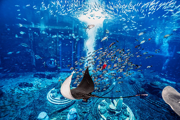 三亚亚特兰蒂斯失落的空间水族馆第 6 张图片