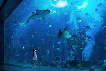 三亚亚特兰蒂斯失落的空间水族馆第 13 张图片