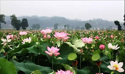 荷花谷旅游景区第 3 张图片