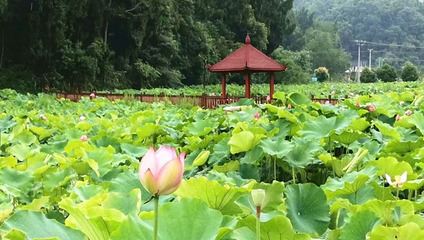 荷花谷旅游景区第 1 张图片