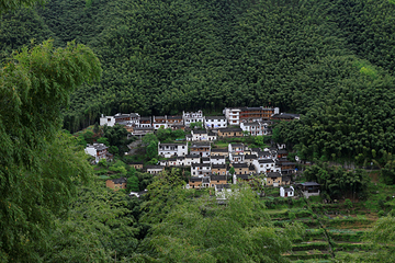 木坑竹海第 3 张图片