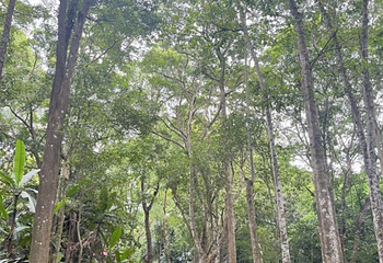 海南热带植物园第 22 张图片