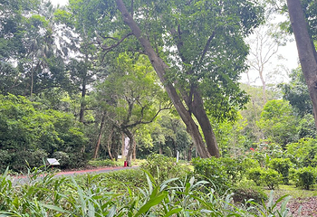 海南热带植物园第 17 张图片