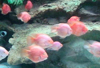 新澳海底世界第 45 张图片