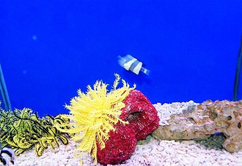 新澳海底世界第 34 张图片