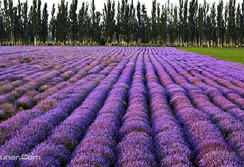 康琦赛第 2 张图片