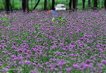 月牙湾乡村花田第 2 张图片