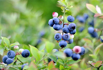 新祺周蓝莓采摘基地第 1 张图片