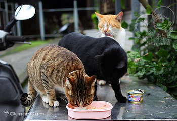 猴硐猫村第 34 张图片