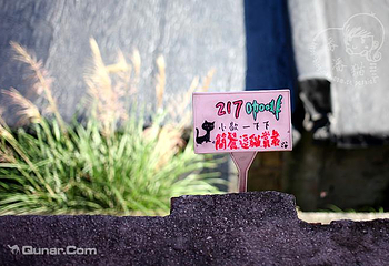 猴硐猫村第 32 张图片