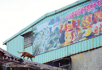 猴硐猫村第 30 张图片