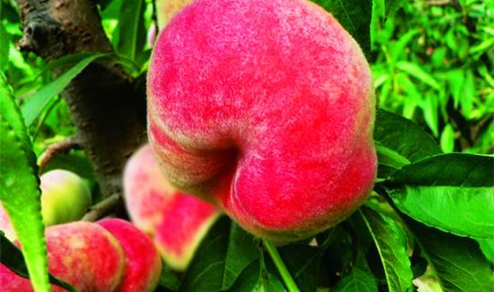 北京堉荟沅种植中心位于海淀区北部翠湖产业带,邻近上庄水库景区.