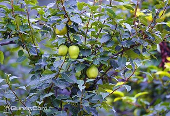 北京堉荟沅种植第 3 张图片