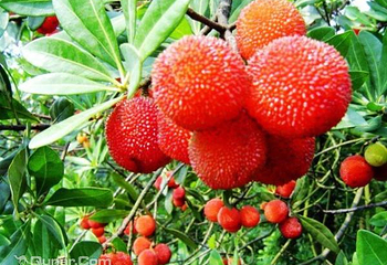 高坞休闲农庄第 9 张图片