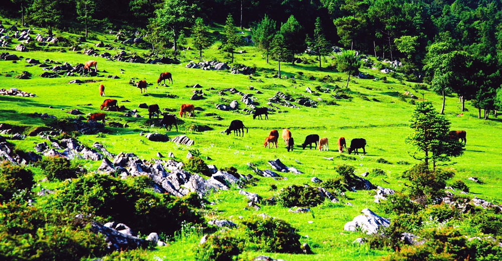 【提前1天预定】重庆石柱千野草场门票 成人票 风吹草低现牛羊