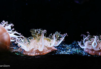 悉尼水族馆第 62 张图片