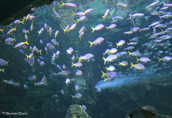 悉尼水族馆第 63 张图片