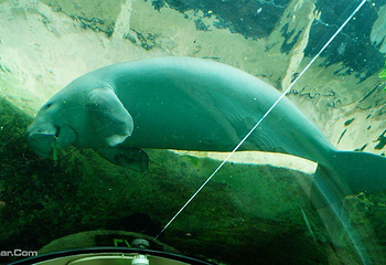 悉尼水族馆第 65 张图片