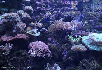 悉尼水族馆第 64 张图片