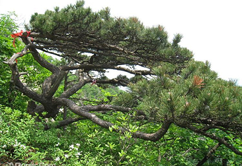 老帽山风景区第 6 张图片
