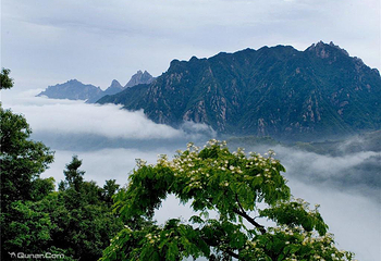 花台第 6 张图片
