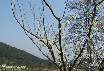 龙寺生态园第 7 张图片
