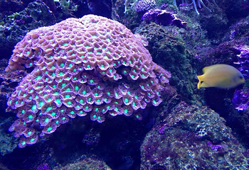悉尼水族馆第 60 张图片