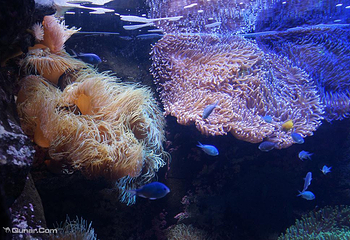 悉尼水族馆第 61 张图片