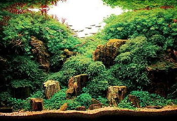 海底森林第 1 张图片