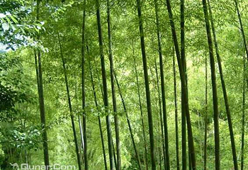 益阳百竹园第 1 张图片