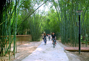 绥江竹海生态旅游景区第 13 张图片