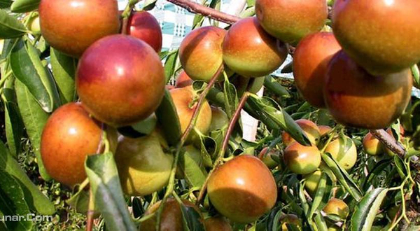 冬枣生态旅游区