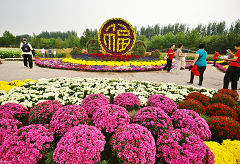 菊花文化节第 2 张图片