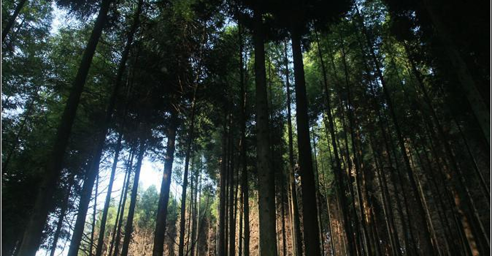 t重庆毕兹卡绿宫成人票