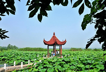 金湖荷花荡景区第 21 张图片